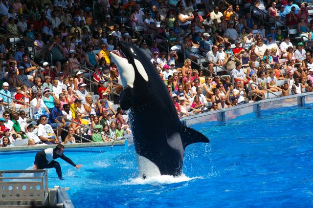 Shamu