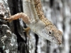 Lizzard