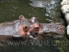 Lu The Hippo