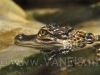 Baby Alligator