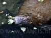 Manatee (Zeekoe)