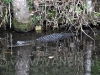 Wilde Alligator