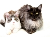maincoon-01