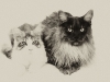 maincoon-02
