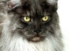 maincoon-03