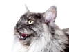 maincoon-04
