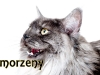 maincoon-05