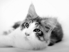 maincoon-06