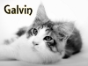 maincoon-07