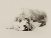 maincoon-08