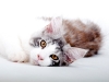 maincoon-09