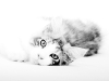 maincoon-10