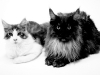 maincoon-11