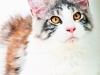 maincoon-12