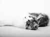 maincoon-13