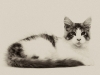maincoon-14