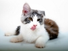 maincoon-15