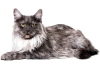 maincoon-16