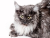 maincoon-17