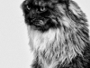 maincoon-18