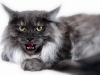 maincoon-19