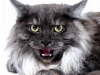 maincoon-20