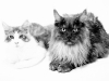 maincoon-21