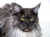 maincoon-22