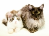 maincoon-23