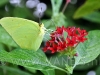 vlinders-02