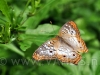 vlinders-05