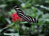 vlinders-09