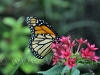 vlinders-14